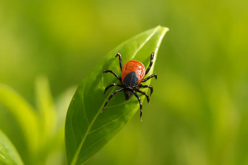 Lyme-kór – mi a teendő, ha a szokásos kezelés nem hatásos