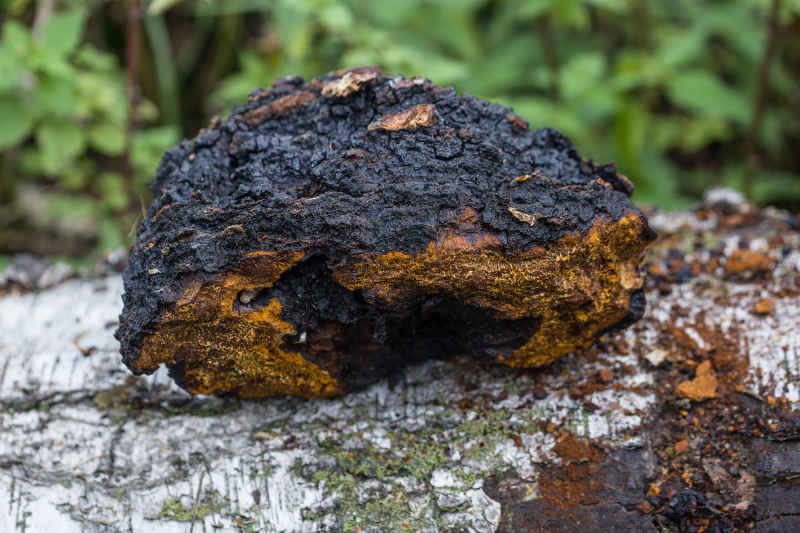 Chaga, gomba az egészséges emésztésért