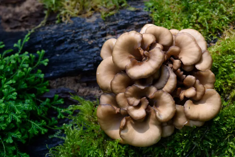Maitake, az öregkor megelőző gombája