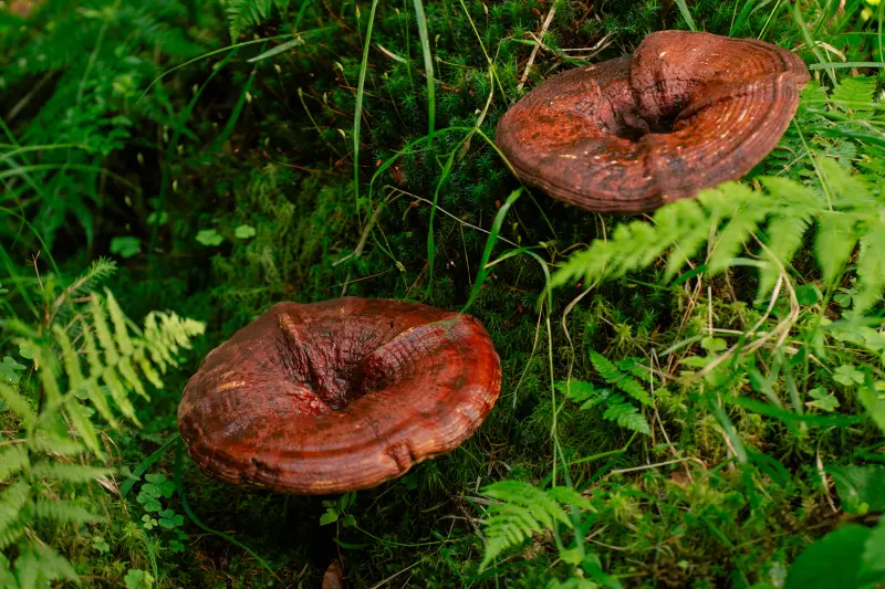 Reishi – a nyugalom és a hosszú élet gombája
